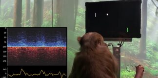 Neuralink di Elon Musk permette alle scimmie di giocare a pong con la mente