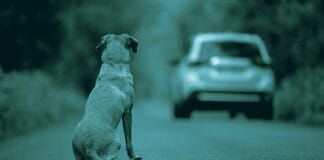 Nuovo Codice della Strada: pene più severe contro l’abbandono degli animali