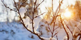 Inverno in Italia anomalo: un giorno su quattro presenta temperature oltre la media Inverno in Italia anomalo: un giorno su quattro presenta temperature oltre la media