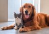 Concorsi per cani e gatti: promozioni e iniziative per gli animali domestici Concorsi per cani e gatti: promozioni e iniziative dedicate agli animali domestici