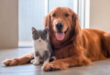 Concorsi per cani e gatti: promozioni e iniziative per gli animali domestici Concorsi per cani e gatti: promozioni e iniziative dedicate agli animali domestici