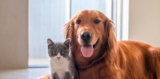 Concorsi per cani e gatti: promozioni e iniziative per gli animali domestici Concorsi per cani e gatti: promozioni e iniziative dedicate agli animali domestici