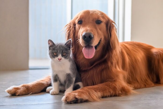 Concorsi per cani e gatti: promozioni e iniziative dedicate agli animali domestici